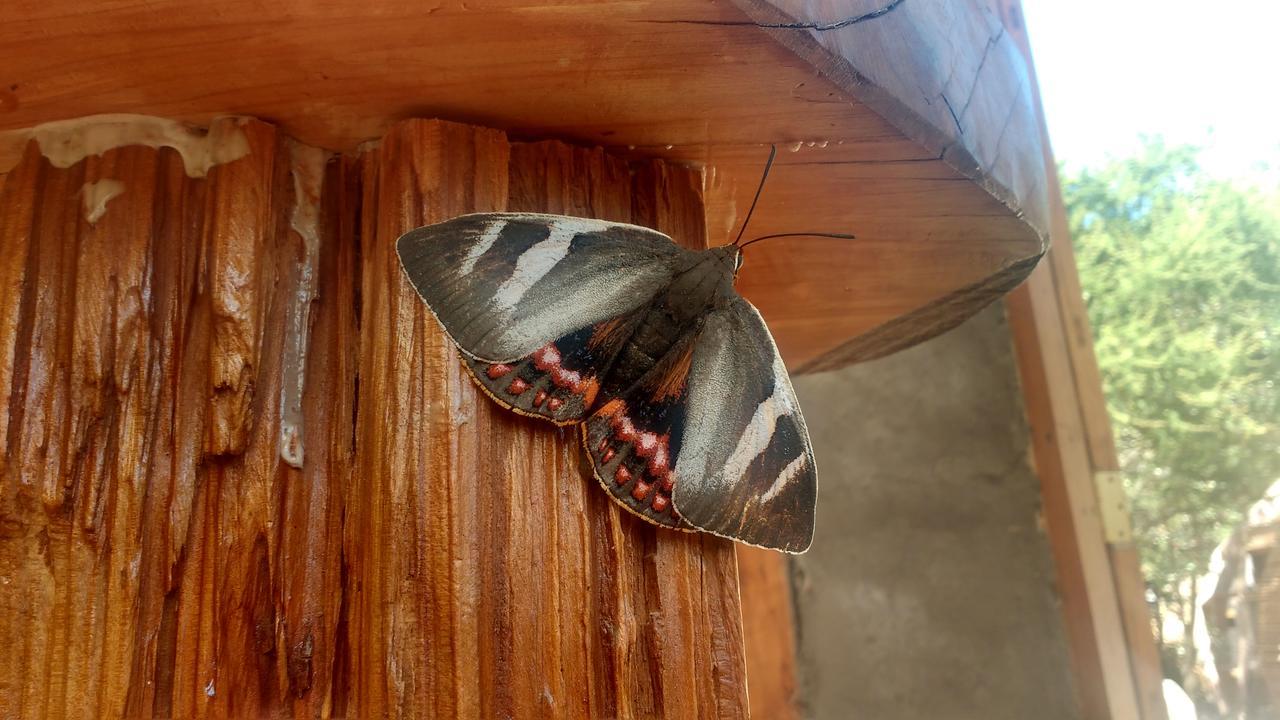 Biosfera Lodge Olmue Ngoại thất bức ảnh